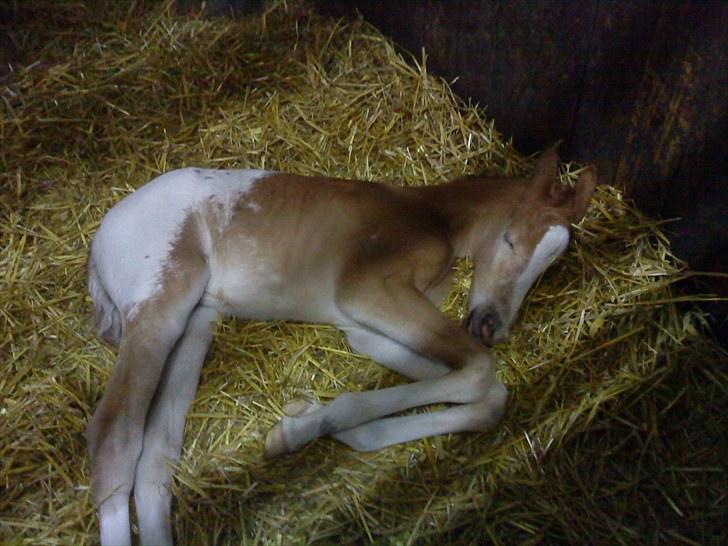 Anden særlig race Mille <33 SOLGT :'( - Milles lille nye føl:) billede 13