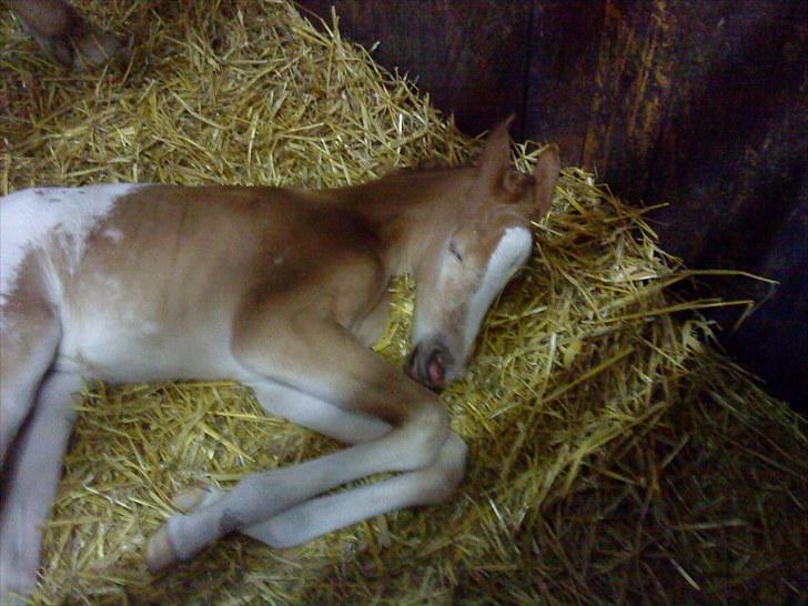 Anden særlig race Mille <33 SOLGT :'( - det er bare så sødt:* billede 14