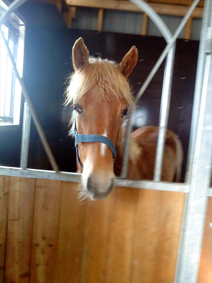 Anden særlig race Mille <33 SOLGT :'( - Madmuzel Milles første føl:) billede 15