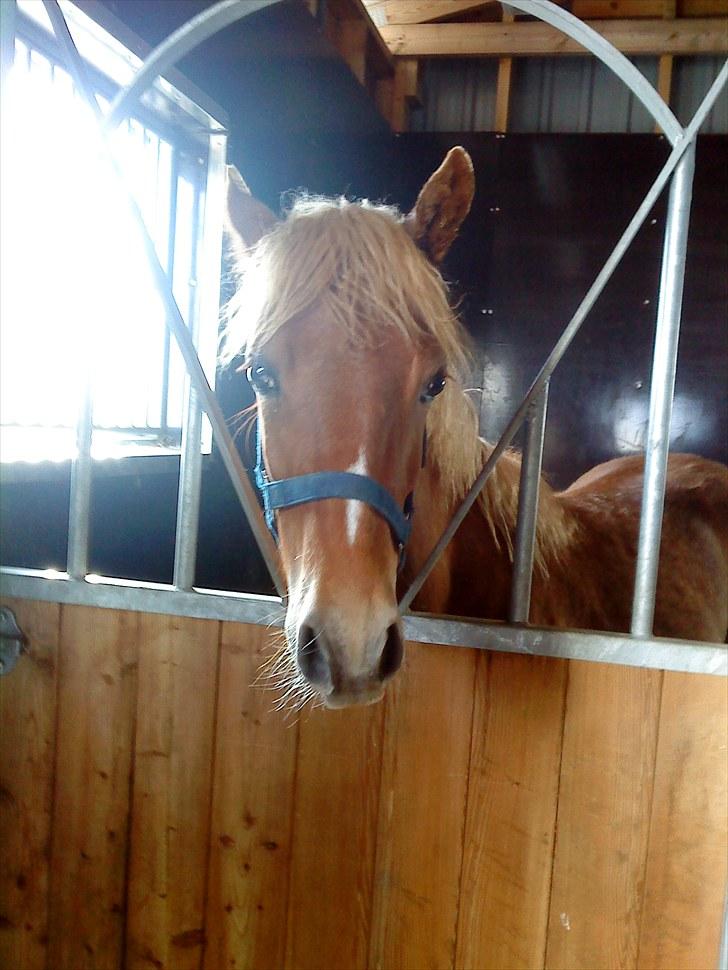 Anden særlig race Mille <33 SOLGT :'( - Madmuzel den er bare så smuk:-* billede 16