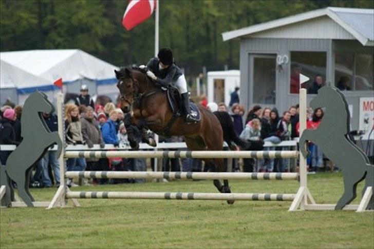 Hollandsk Sportspony | Elim - LB eller LA på Mors, havde haft ham i 2-3 uger, kan ikke helt huske det. (: billede 12