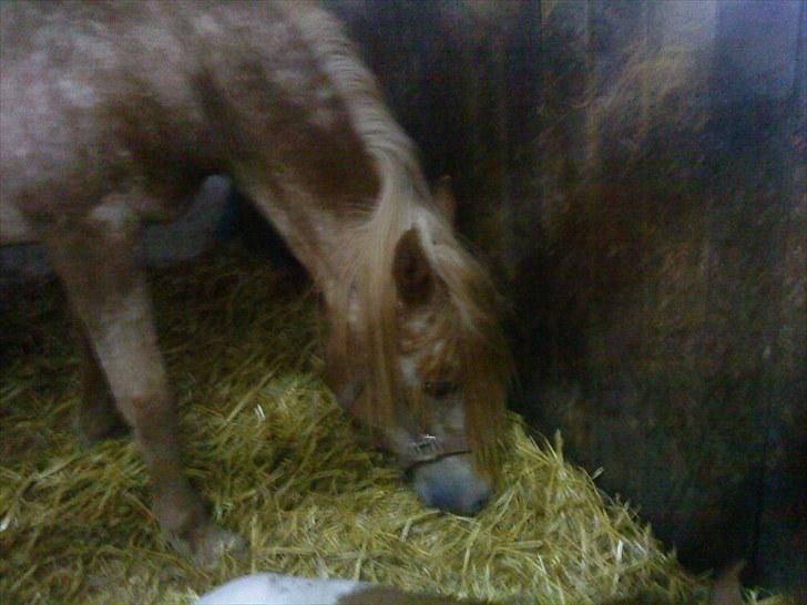 Anden særlig race Mille <33 SOLGT :'( - Mille<33 billede 17