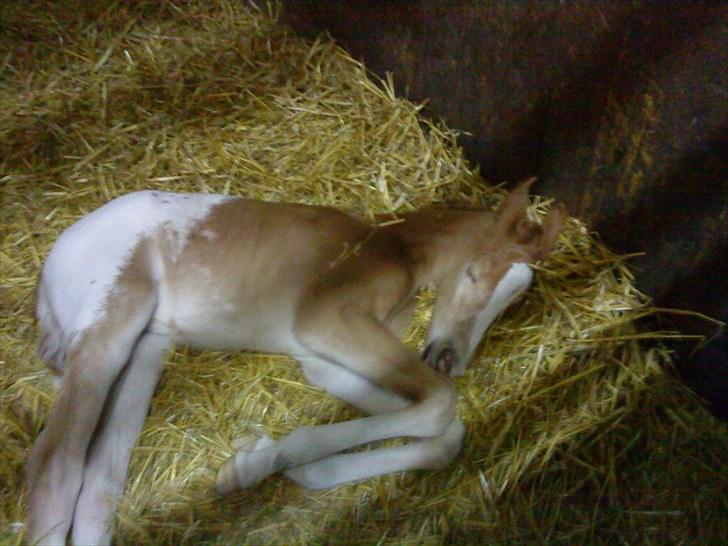 Anden særlig race Mille <33 SOLGT :'( - Han er lidt doven:D billede 18