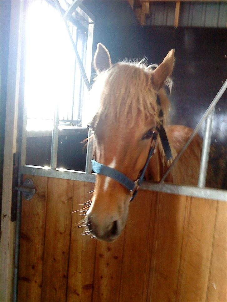 Anden særlig race Mille <33 SOLGT :'( - Den lille frække følle basse:D billede 19