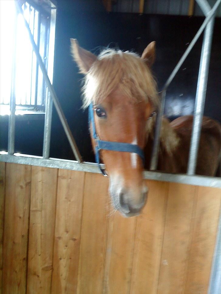 Anden særlig race Mille <33 SOLGT :'( - Madmuzel:-* billede 20