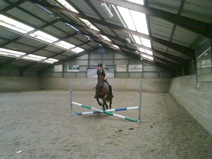 Anden særlig race Ramses billede 16