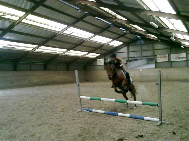 Anden særlig race Ramses billede 17