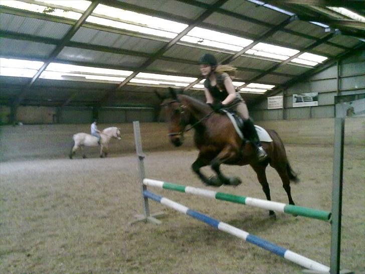 Anden særlig race Ramses billede 18