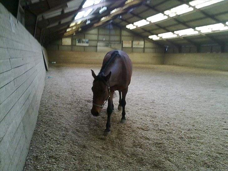 Anden særlig race Ramses billede 19