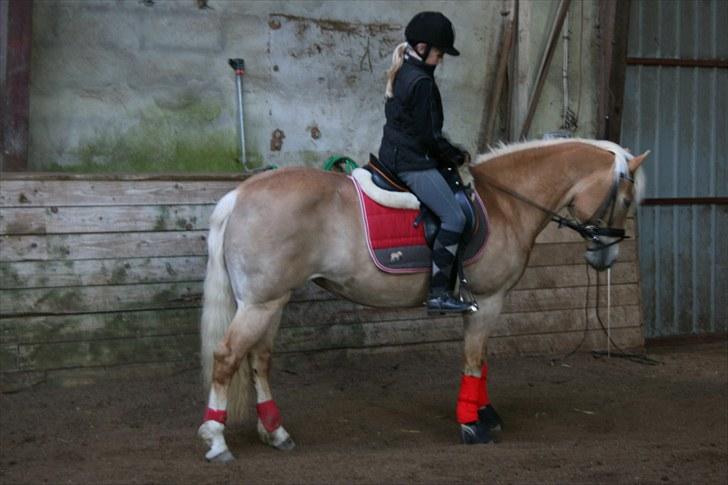 Haflinger Kiwi elghuset - Næsten perfekt parade, Louise billede 8