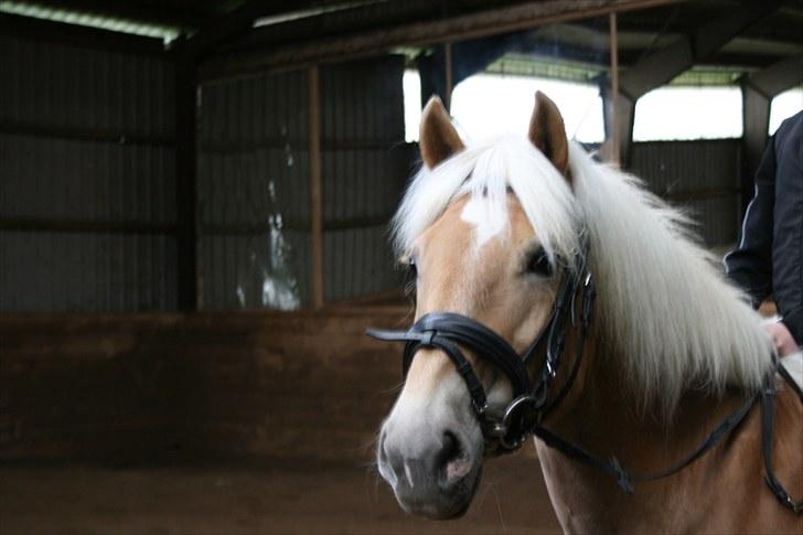 Haflinger Kiwi elghuset billede 9