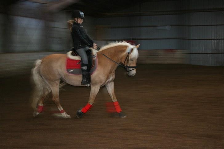 Haflinger Kiwi elghuset - Dårlig billedkvalitet - men dyb koncentration! billede 10
