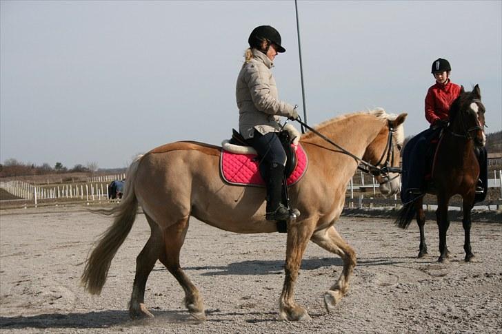 Haflinger Kiwi elghuset billede 11