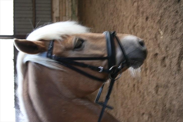 Haflinger Kiwi elghuset billede 12