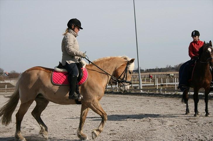 Haflinger Kiwi elghuset - Hun kan jo godt - når hun ellers vil :) billede 13