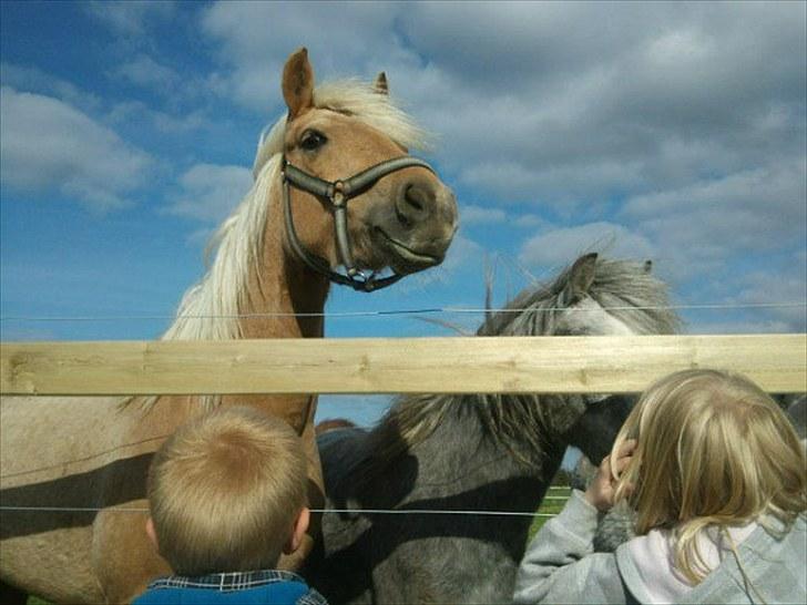 Palomino Kærgaardens Blaze billede 10