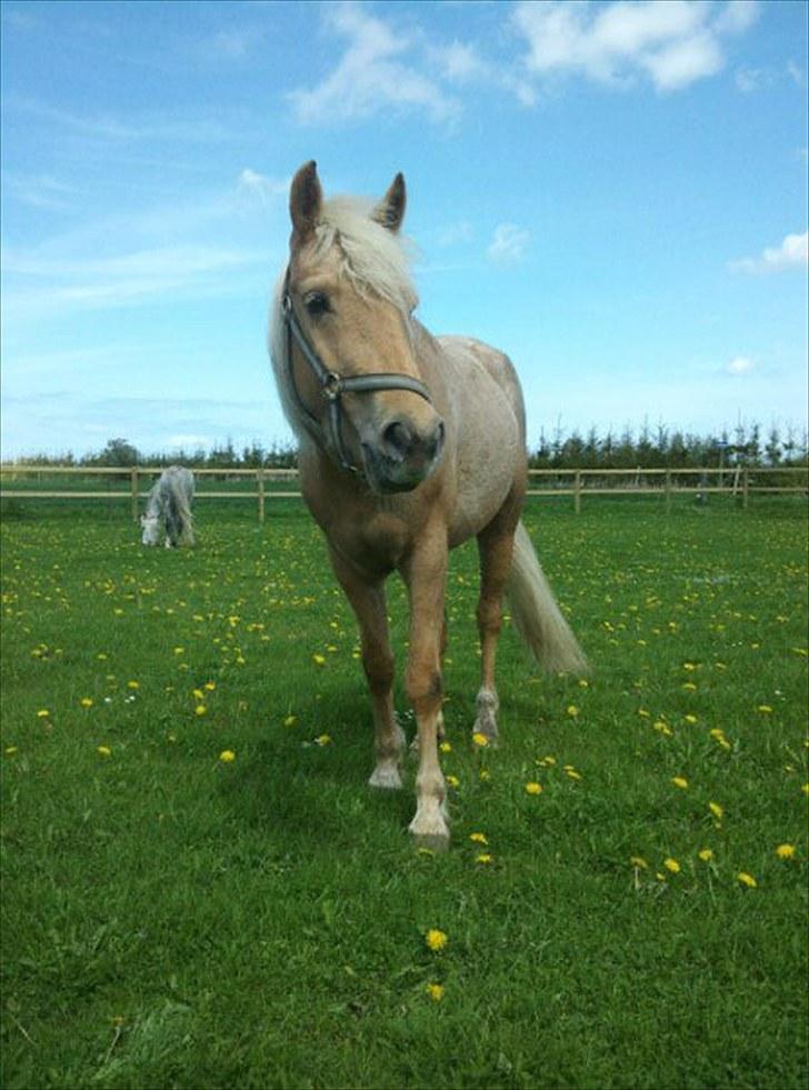 Palomino Kærgaardens Blaze billede 11