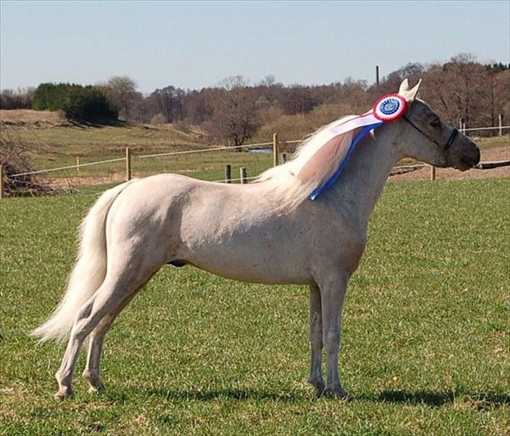 Dansk Miniature Legatgårdens Double Dare - junior til kåringen billede 16