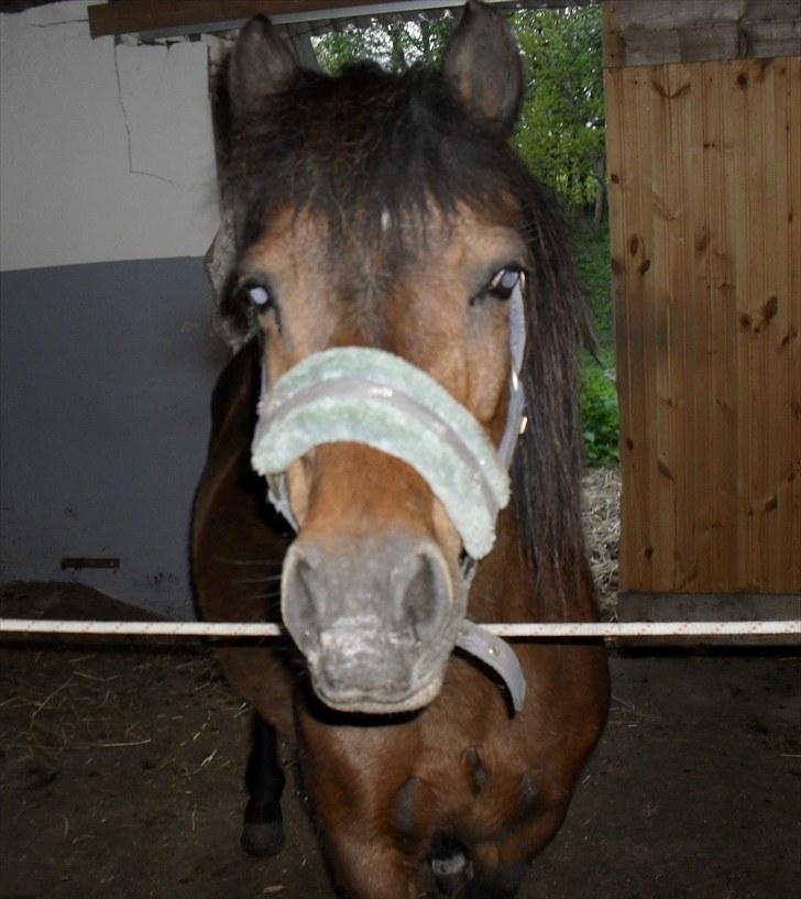 Anden særlig race Maika - Solgt billede 7