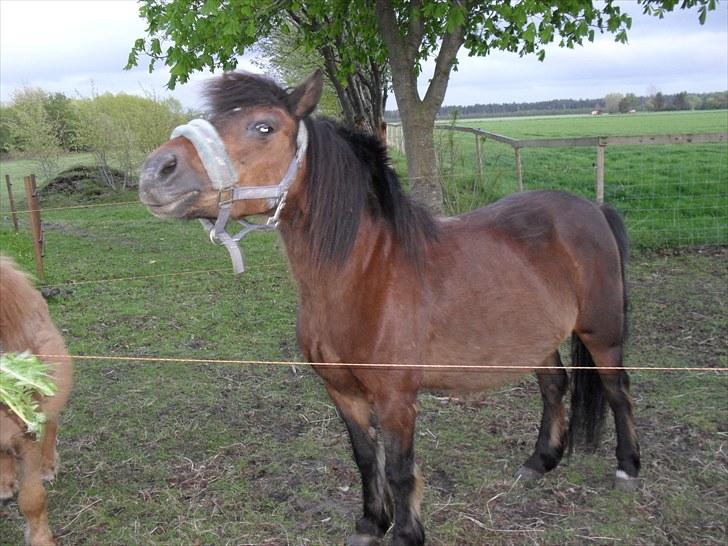 Anden særlig race Maika - Solgt billede 8