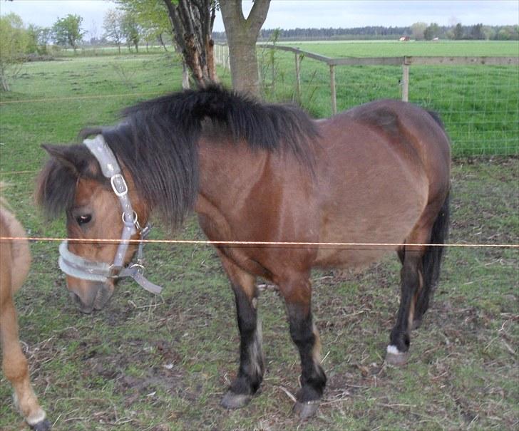 Anden særlig race Maika - Solgt billede 9