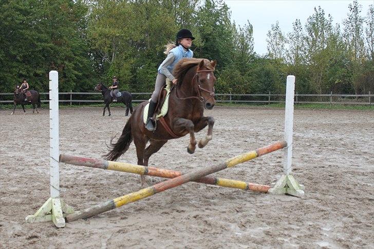 New Forest Simba Grisen <333333 - Billed 4: Du kan du mest fantastiske ting i verden <3 billede 3