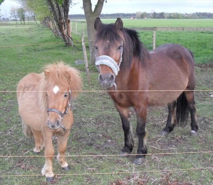 Anden særlig race Maika - Solgt billede 10