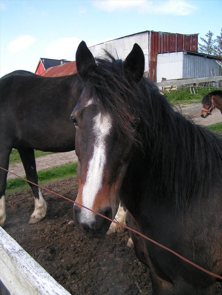 Welsh Pony af Cob-type (sec C) Fanny - Så smuk billede 9
