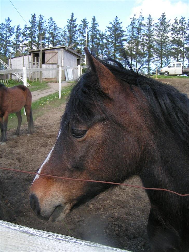 Welsh Pony af Cob-type (sec C) Fanny - Fanny holder øje med dem der rider på banen billede 10