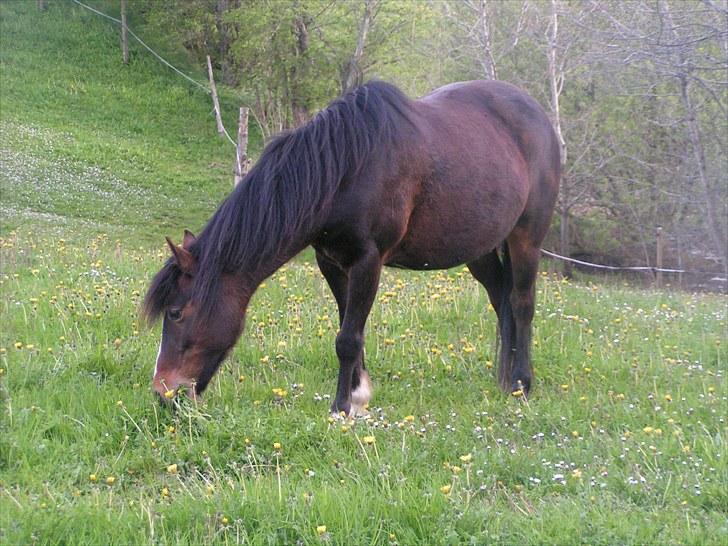 Welsh Pony af Cob-type (sec C) Fanny - første dag på sommergræs, dejligt billede 11