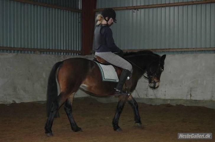 Anden særlig race May Day<3*Gml.part&solgt* - Fordi du gør dit bedste!<3 *Foto:Ida* billede 2