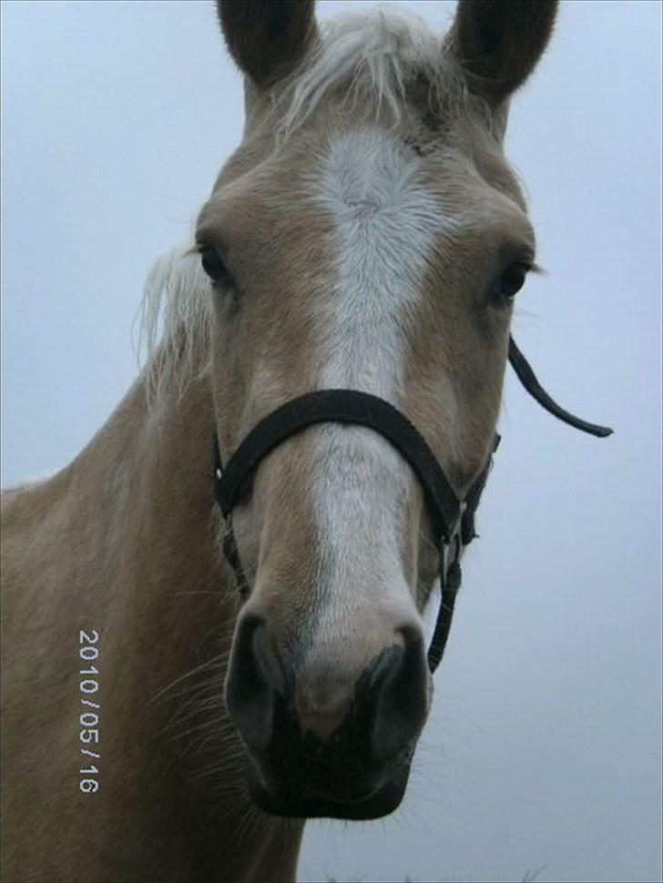 Palomino Mon Ami Bellona billede 6