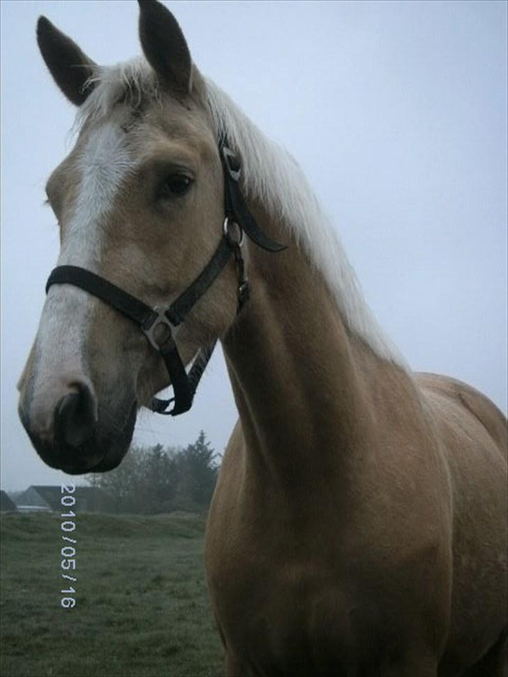 Palomino Mon Ami Bellona billede 7