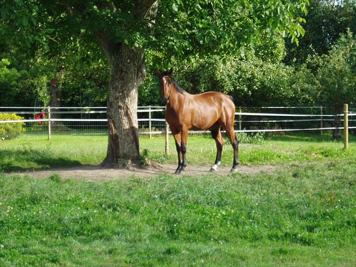 Dansk Varmblod chili solgt billede 1