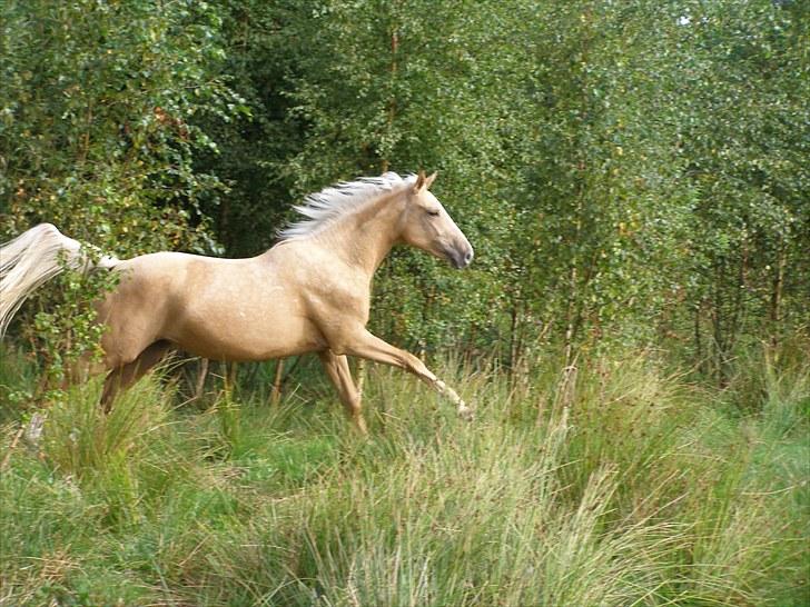 Palomino Mon Ami Bellona billede 9