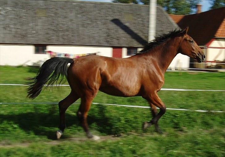Dansk Varmblod chili solgt billede 2