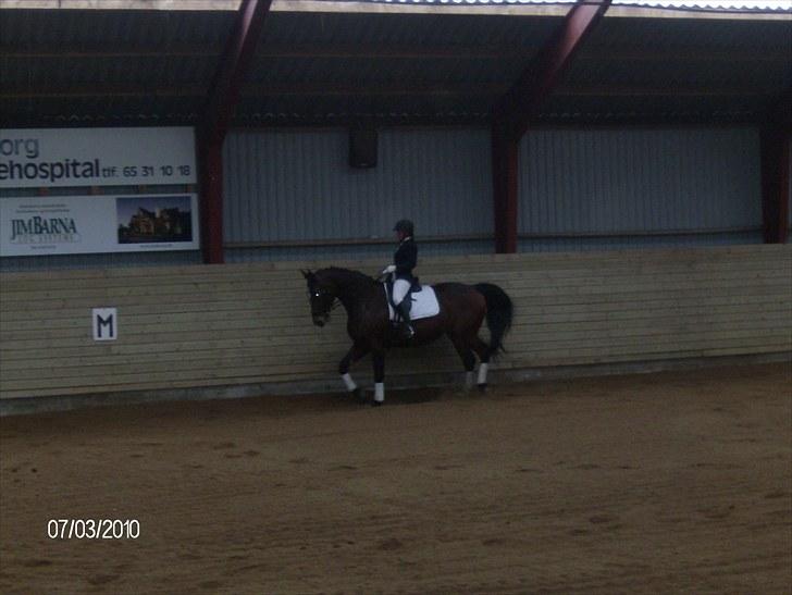 Dansk Varmblod chili solgt billede 3