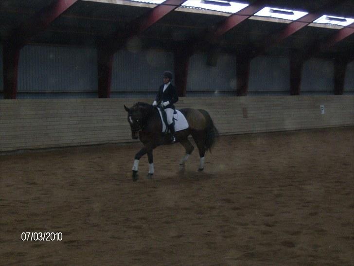 Dansk Varmblod chili solgt billede 4