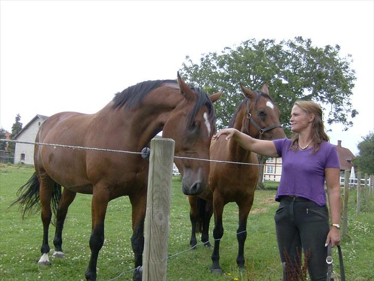 Dansk Varmblod chili solgt billede 5