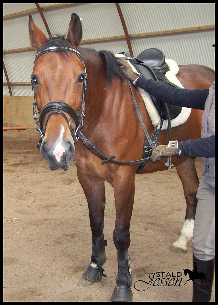 Anden særlig race Mulan billede 9