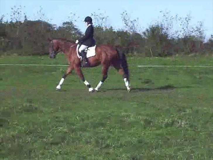 Anden særlig race Mulan billede 10