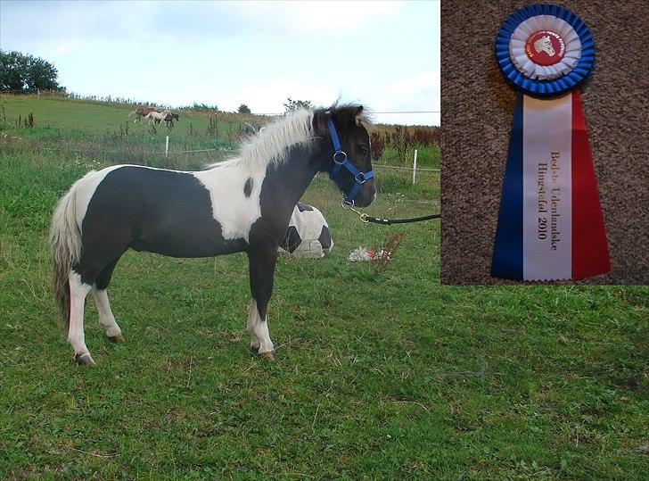 Belgisk Miniature MHS Il Tempo Gigante RIP - 15 august 2010 - næsten klippet, hovedet mangler og rosetten fra skuet :-) billede 17