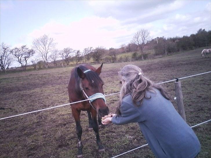 Traver Prim † 12/9-11 † - prim får "lagkage" 17/5 billede 13