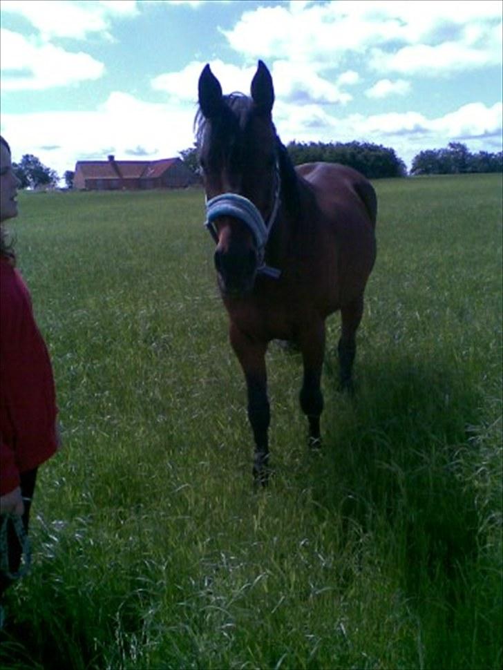 Traver Prim † 12/9-11 † - Smukke Prim billede 14