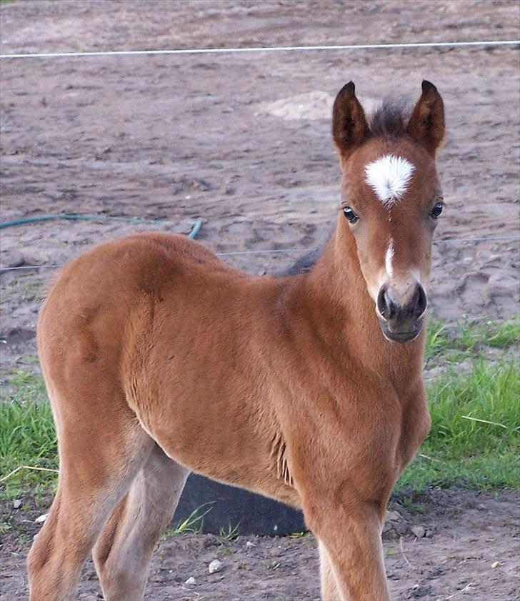 Welsh Partbred (Sec F) Eowyns First Rose billede 8