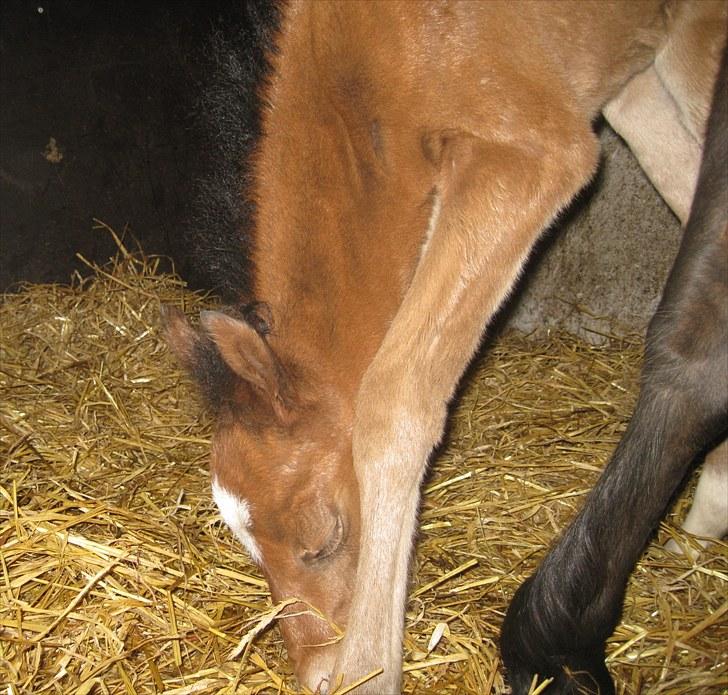 Welsh Partbred (Sec F) Eowyns First Rose - Rose få timer gammel billede 12