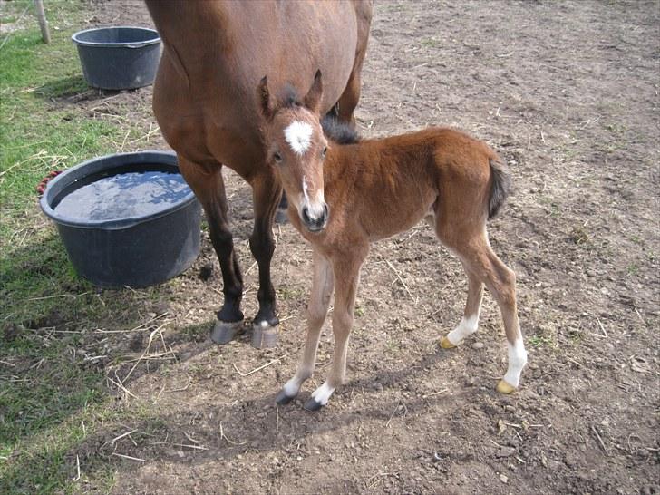 Welsh Partbred (Sec F) Eowyns First Rose - Første gang på fold - 10 timer gammel billede 13