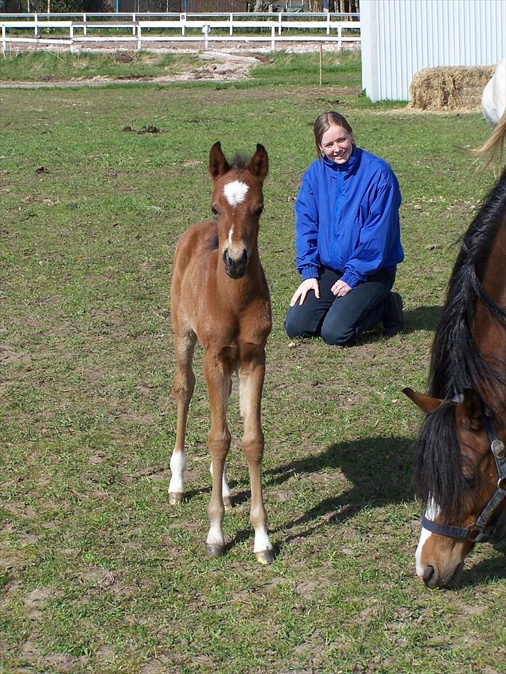 Welsh Partbred (Sec F) Eowyns First Rose - Lille Rose med "farmor" Jane i baggrunden billede 9