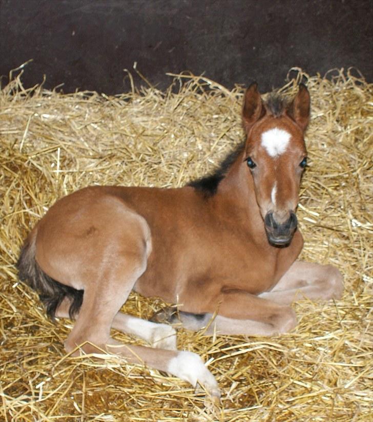 Welsh Partbred (Sec F) Eowyns First Rose - Rose tager en lur  billede 11