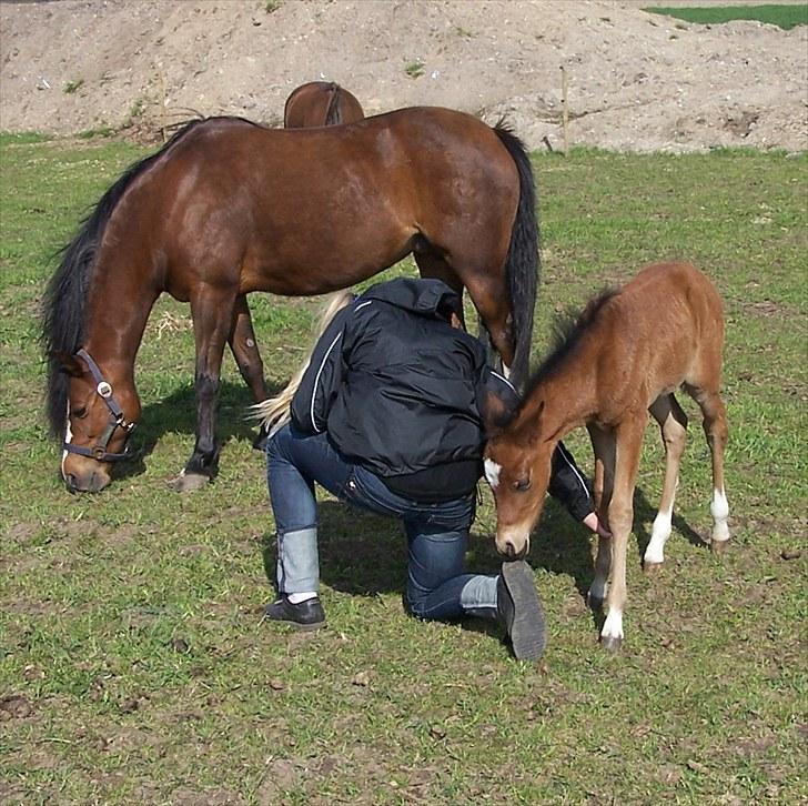 Welsh Partbred (Sec F) Eowyns First Rose - "Hvad er det du har der - det er da ikke hove?" billede 10